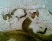 j� gazdit s�rg�sen (oltva, f�regtelen�tve)